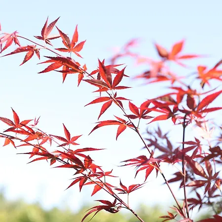 The Peaceful House * Zebrzydowice